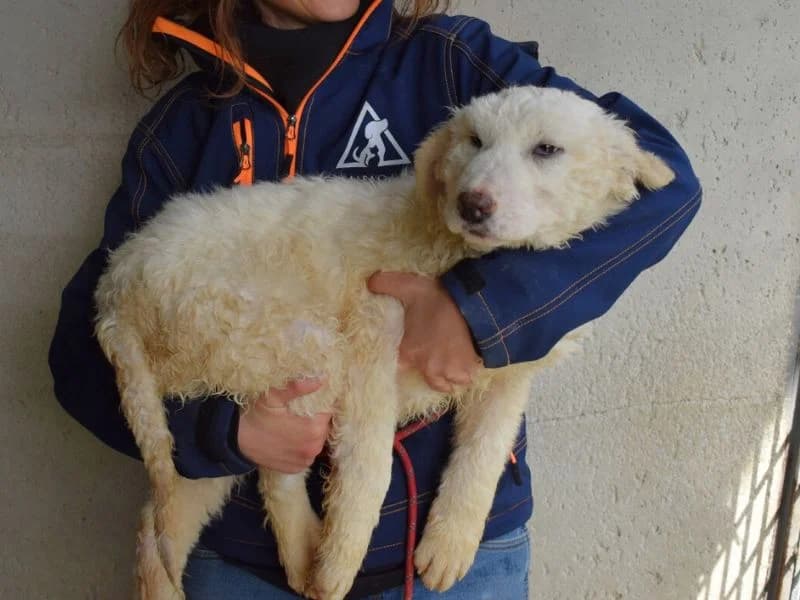 Abreena, young mixed breed for adoption at Associazione ALFA, Roma