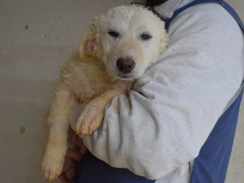 Adryelle, young mixed breed for adoption at Associazione ALFA, Roma