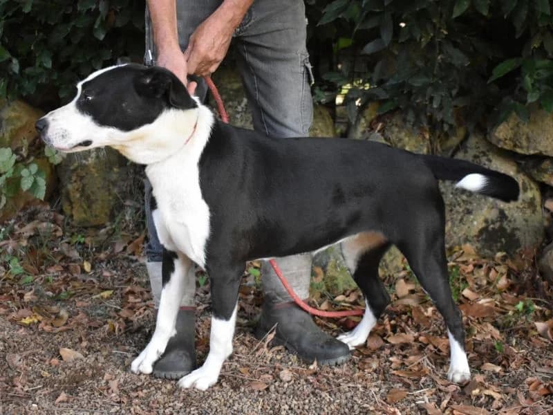 Alorielle, 4yo mixed breed for adoption at Associazione ALFA, Roma