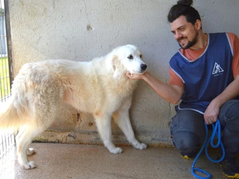 Amaya, 7yo mixed breed for adoption at Associazione ALFA, Roma