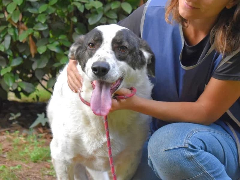 Archie, 4yo mixed breed for adoption at Associazione ALFA, Roma