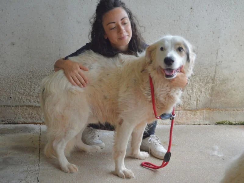 Bailoch, 5yo mixed breed for adoption at Associazione ALFA, Roma