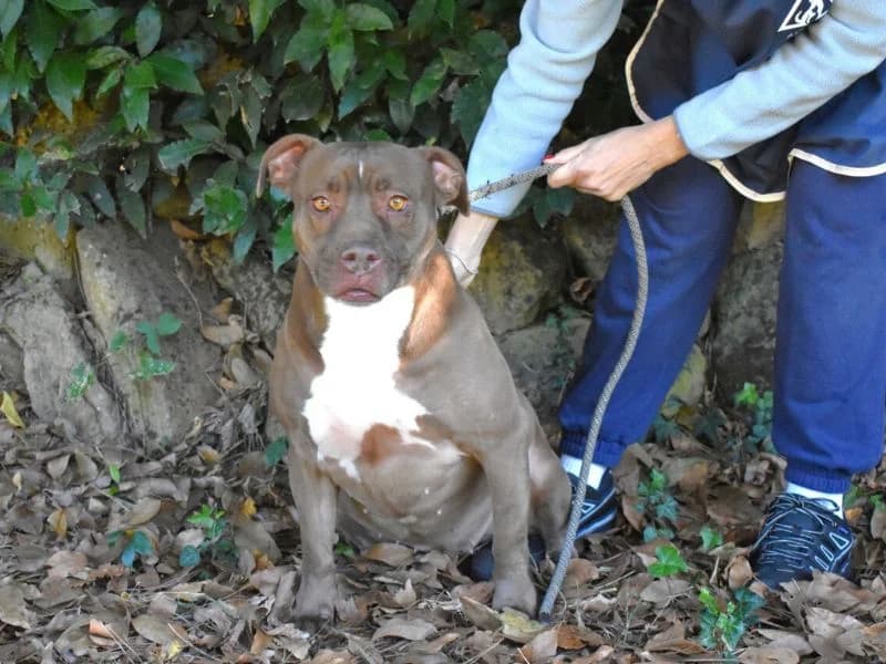 Belisa, male 7yo mixed breed for adoption at Associazione ALFA, Roma