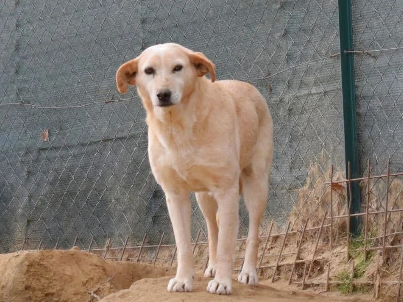 Biblide, 4yo mixed breed for adoption at Associazione ALFA, Roma
