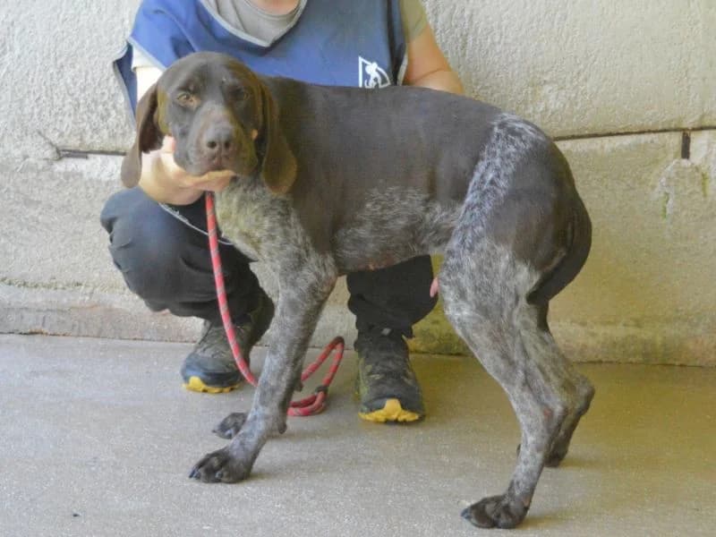 Brenko, 6yo mixed breed for adoption at Associazione ALFA, Roma