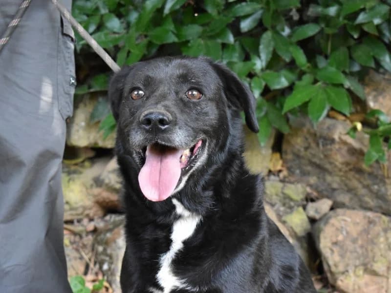 Brogan, senior mixed breed for adoption at Associazione ALFA, Roma
