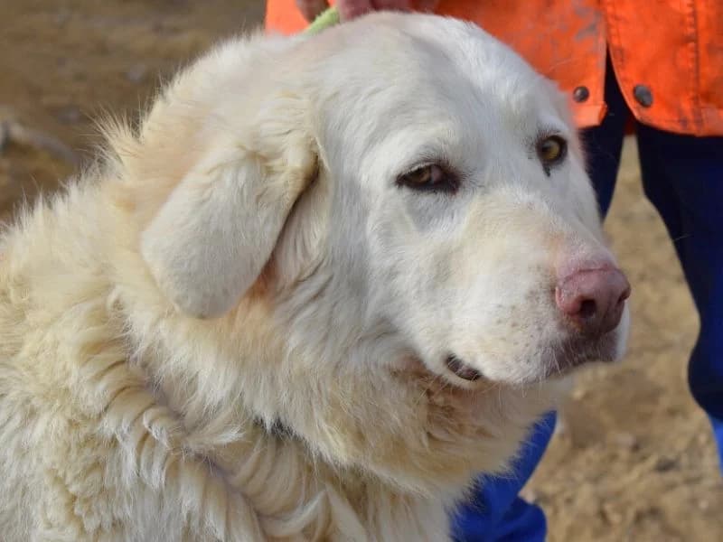Cesaria, 5yo mixed breed for adoption at Associazione ALFA, Roma
