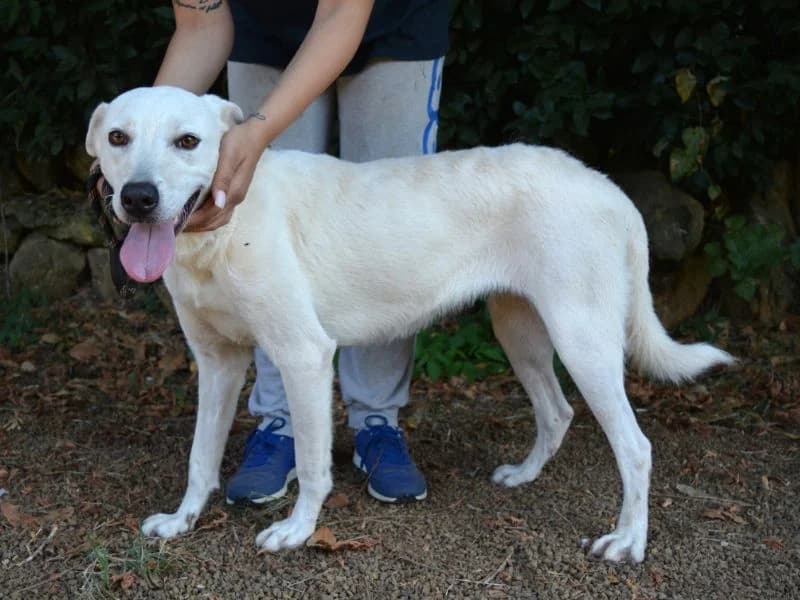 Dafnielle, young mixed breed for adoption at Associazione ALFA, Roma