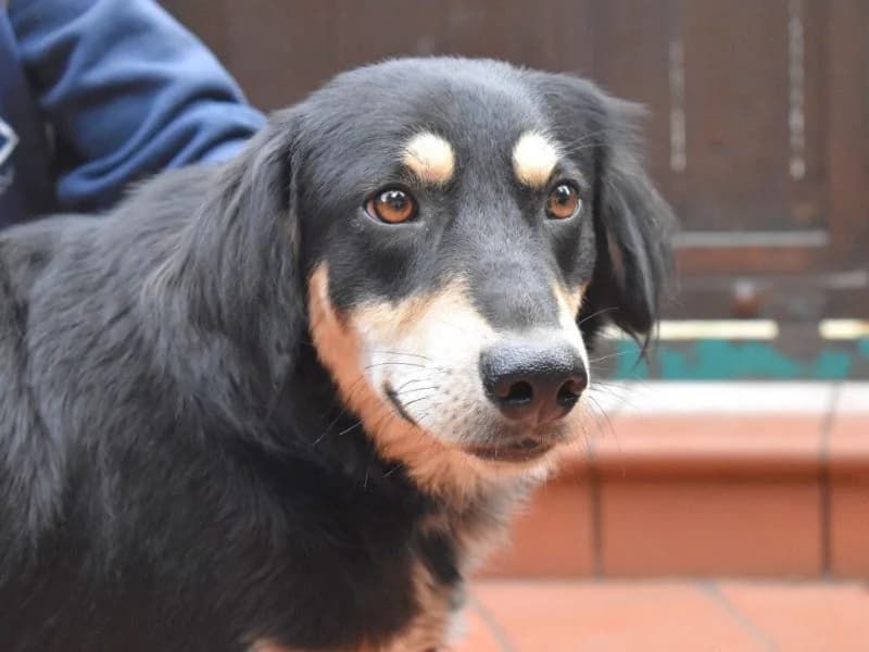 Dantel, 4yo mixed breed for adoption at Associazione ALFA, Roma