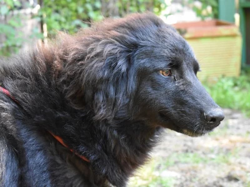 Daverik, young mixed breed for adoption at Associazione ALFA, Roma