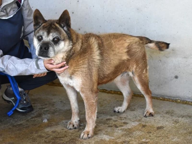 Dorvik, 6yo mixed breed for adoption at Associazione ALFA, Roma