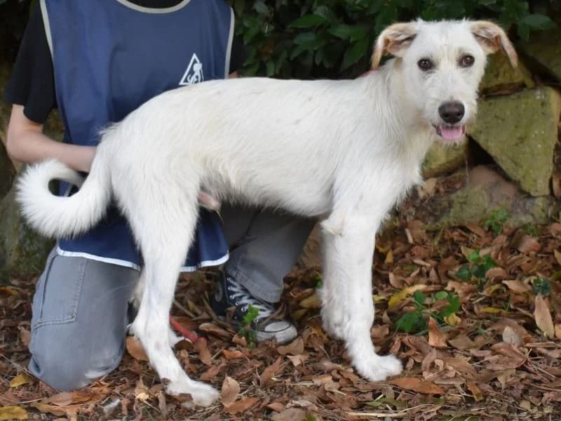 Feldor, young mixed breed for adoption at Associazione ALFA, Roma