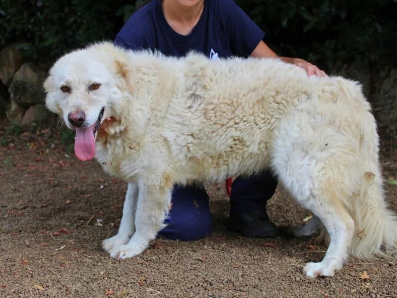 Fyona, 5yo mixed breed for adoption at Associazione ALFA, Roma