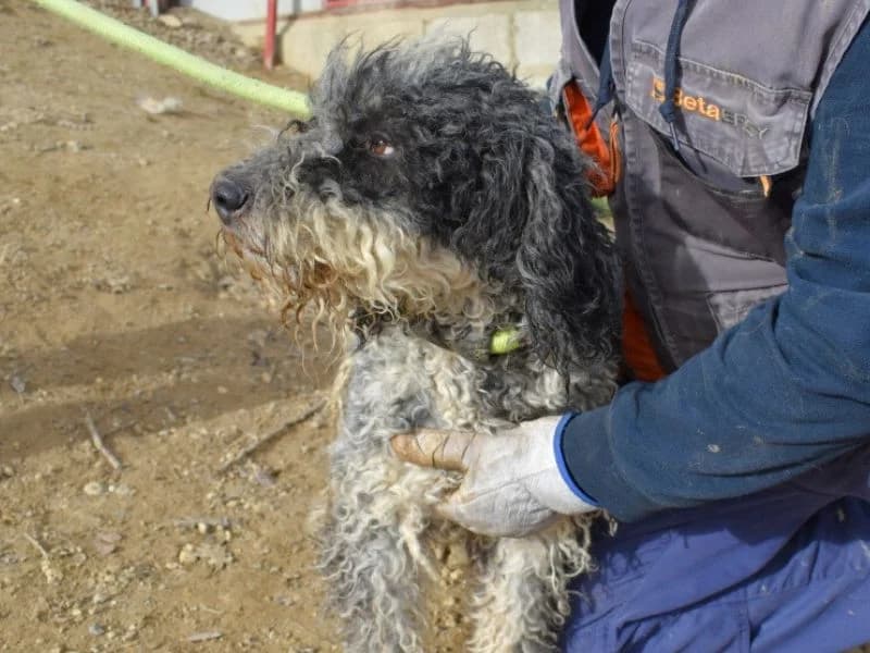 Galdino, 4yo mixed breed for adoption at Associazione ALFA, Roma
