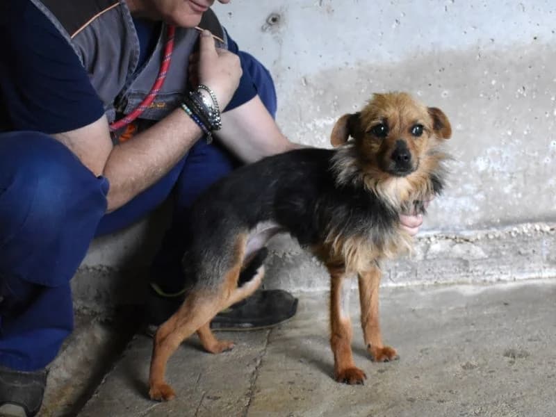 Gemmina, young mixed breed for adoption at Associazione ALFA, Roma