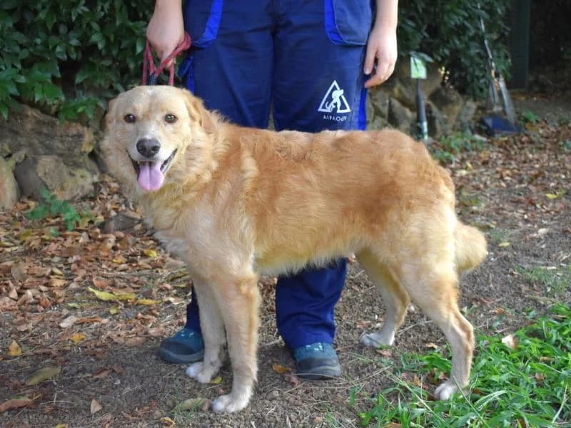 Gibble, 4yo mixed breed for adoption at Associazione ALFA, Roma