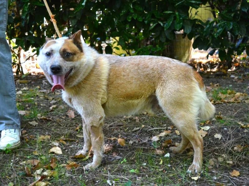 Havel, male 4yo mixed breed for adoption at Associazione ALFA, Roma