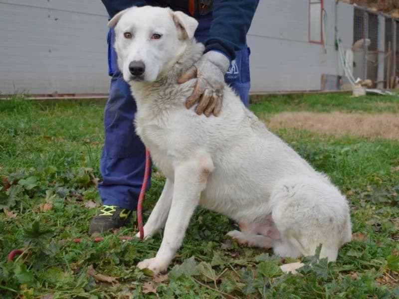 Heisman, 4yo mixed breed for adoption at Associazione ALFA, Roma