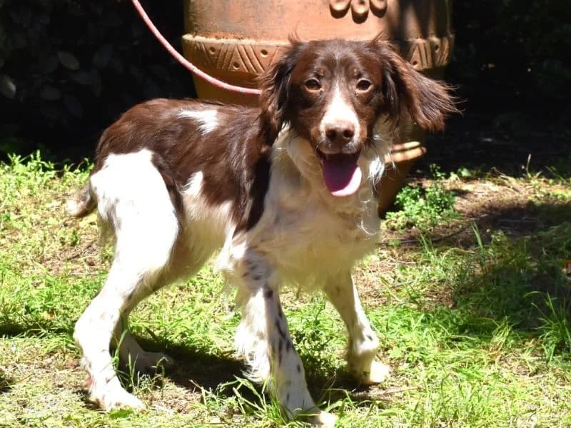 Hopi, young mixed breed for adoption at Associazione ALFA, Roma