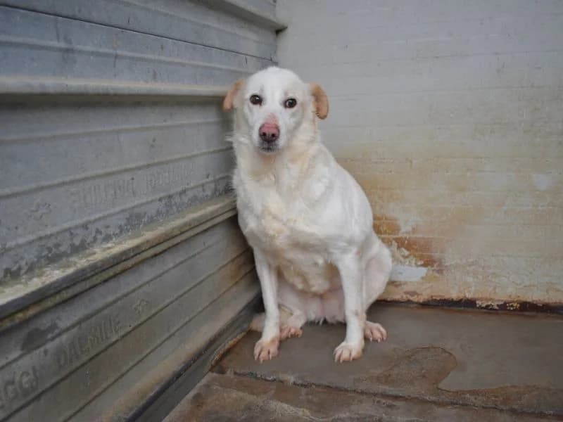 Hortencia, senior mixed breed for adoption at Associazione ALFA, Roma