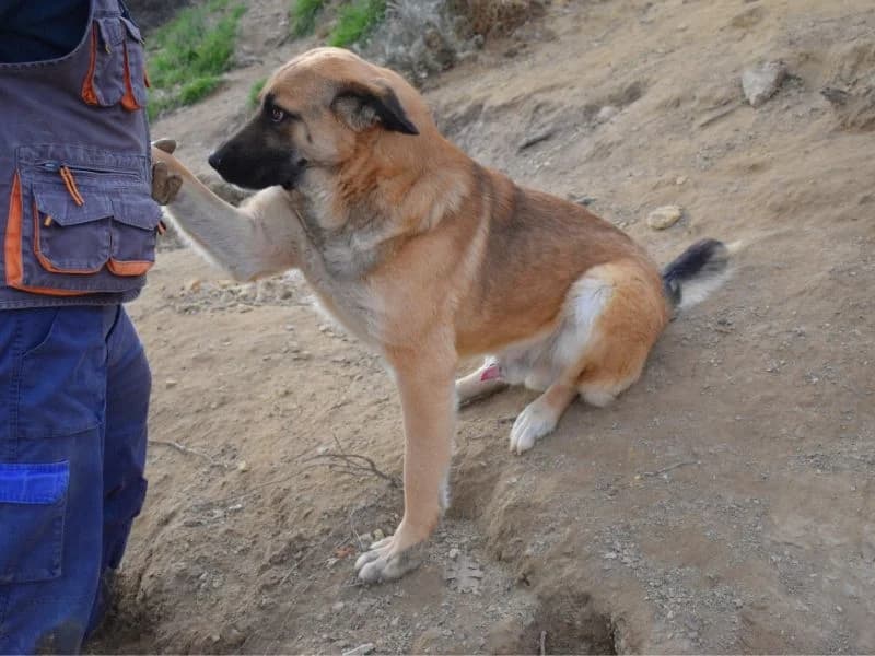 Iffredo, 3yo mixed breed for adoption at Associazione ALFA, Roma