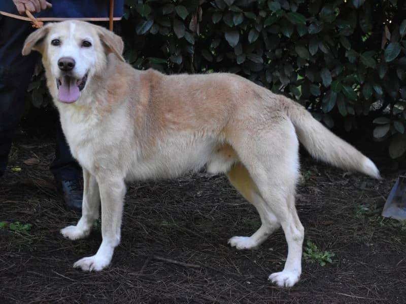 Islay, 6yo mixed breed for adoption at Associazione ALFA, Roma