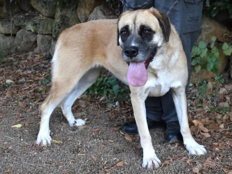 Jaana, 5yo mixed breed for adoption at Associazione ALFA, Roma