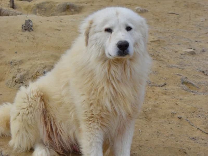 Jairo, 5yo mixed breed for adoption at Associazione ALFA, Roma