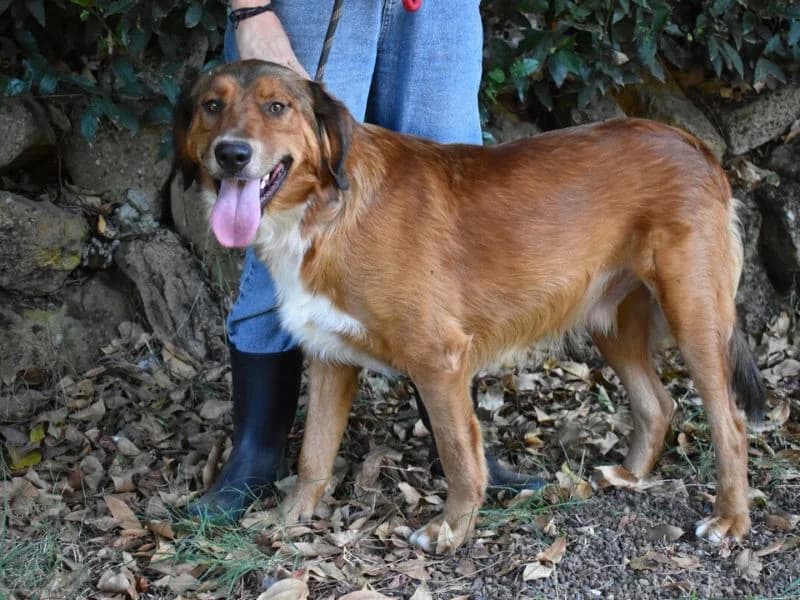 Jakery, 3yo mixed breed for adoption at Associazione ALFA, Roma