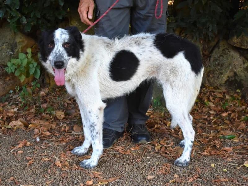 Jasmine, 3yo mixed breed for adoption at Associazione ALFA, Roma
