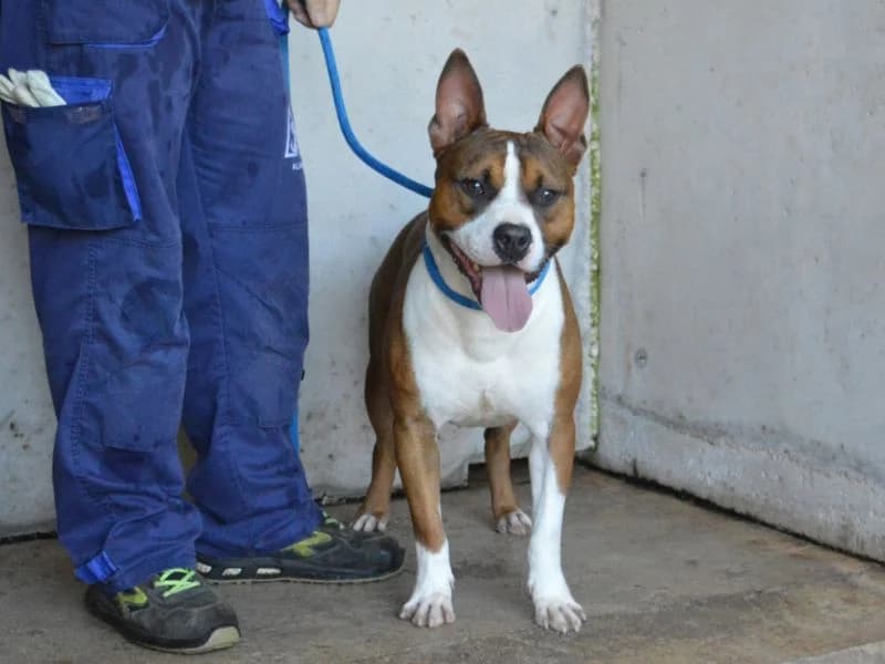 Jaxie, female 4yo mixed breed for adoption at Associazione ALFA, Roma