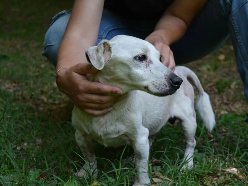 Joniar, senior mixed breed for adoption at Associazione ALFA, Roma