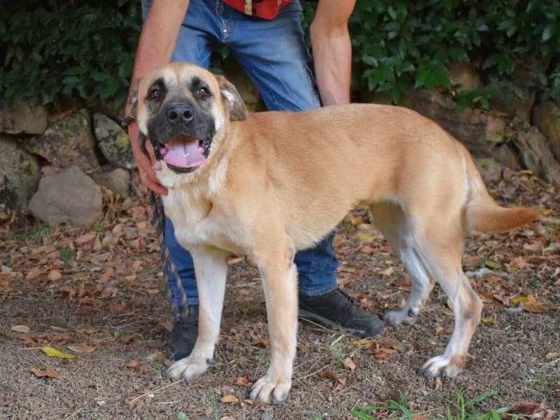 Joonas, female 5yo mixed breed for adoption at Associazione ALFA, Roma