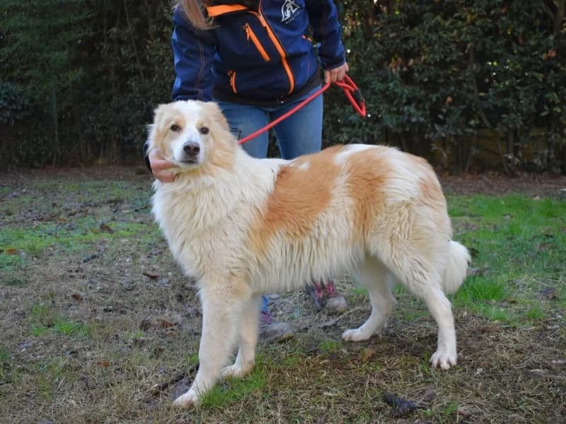 Jury, young mixed breed for adoption at Associazione ALFA, Roma
