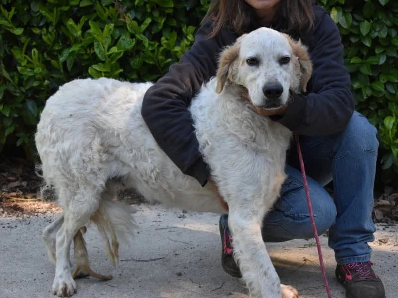 Kastore, 6yo mixed breed for adoption at Associazione ALFA, Roma