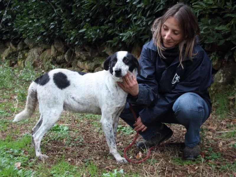 Kileo, 5yo mixed breed for adoption at Associazione ALFA, Roma