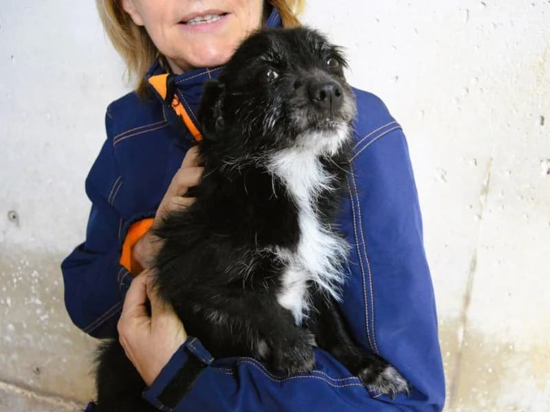 Kisca, senior mixed breed for adoption at Associazione ALFA, Roma