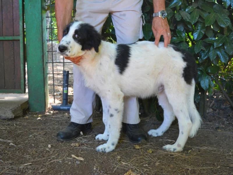 Lambertino, young mixed breed for adoption at Associazione ALFA, Roma