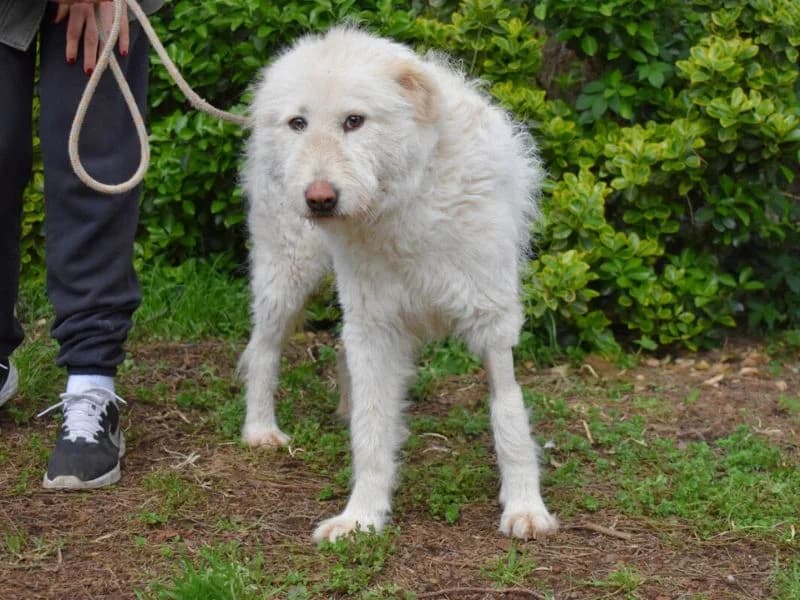 Lynnette, young mixed breed for adoption at Associazione ALFA, Roma