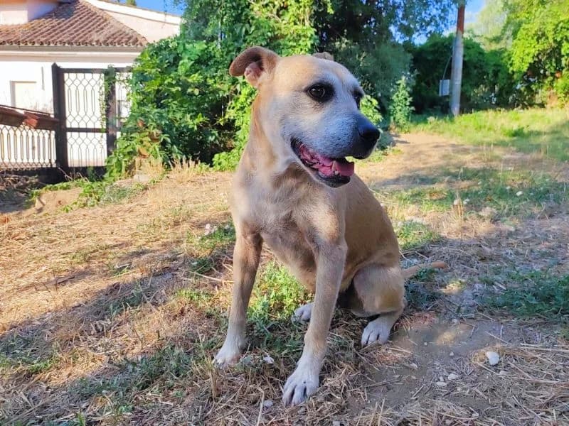 Margot, senior mixed breed for adoption at Associazione ALFA, Roma