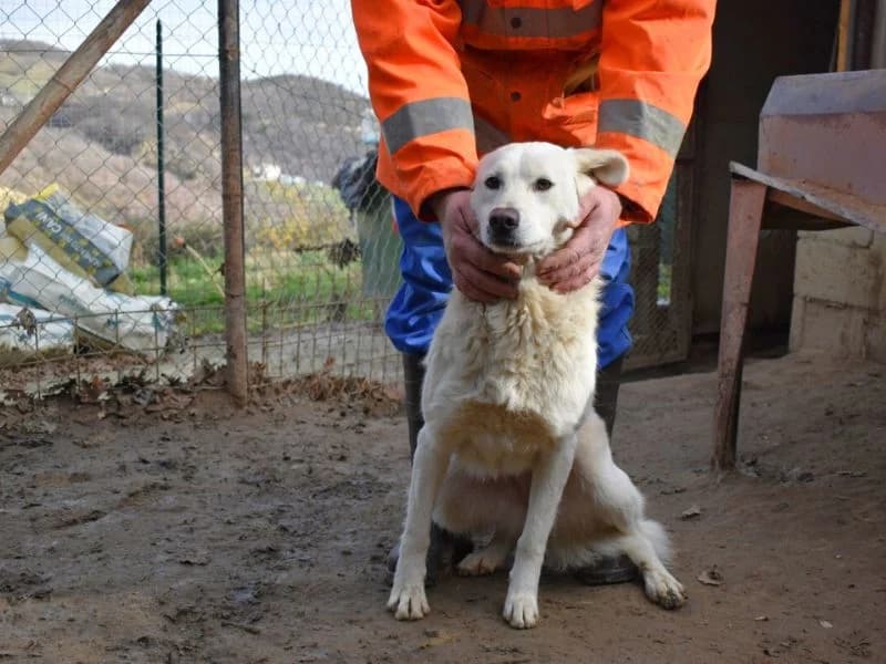 Mariolina, 4yo mixed breed for adoption at Associazione ALFA, Roma