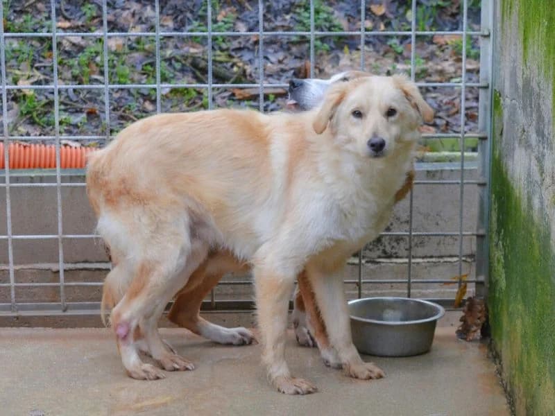 Martiniano, 3yo mixed breed for adoption at Associazione ALFA, Roma