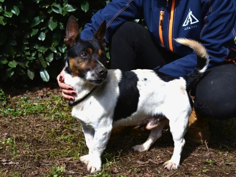 Matteuccio, 7yo mixed breed for adoption at Associazione ALFA, Roma