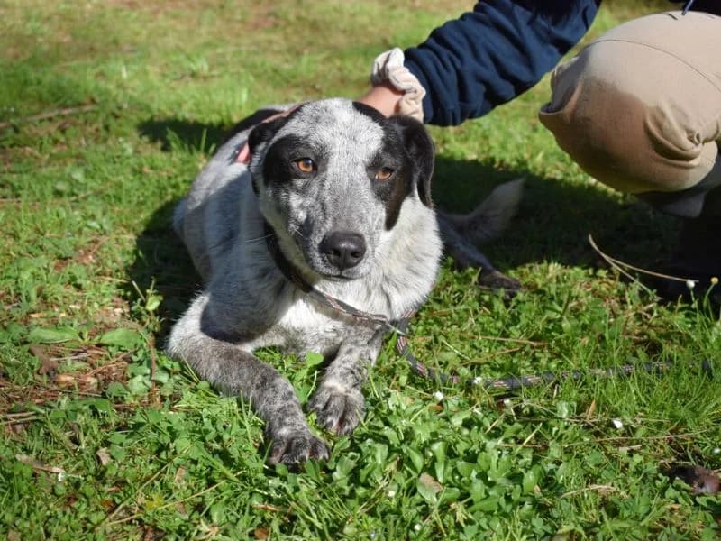 Medwin, 5yo mixed breed for adoption at Associazione ALFA, Roma