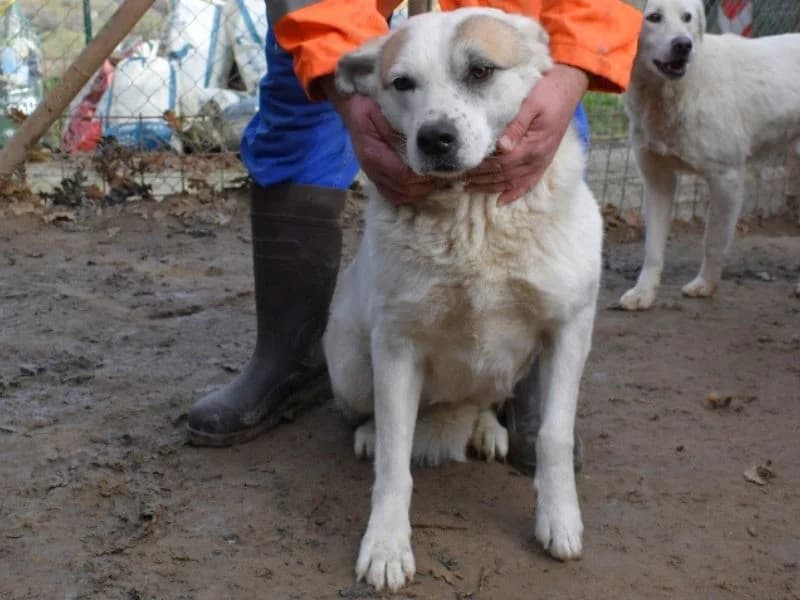 Merope, 6yo mixed breed for adoption at Associazione ALFA, Roma