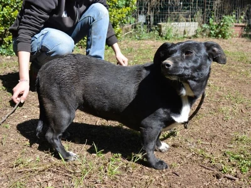 Nettie, young mixed breed for adoption at Associazione ALFA, Roma