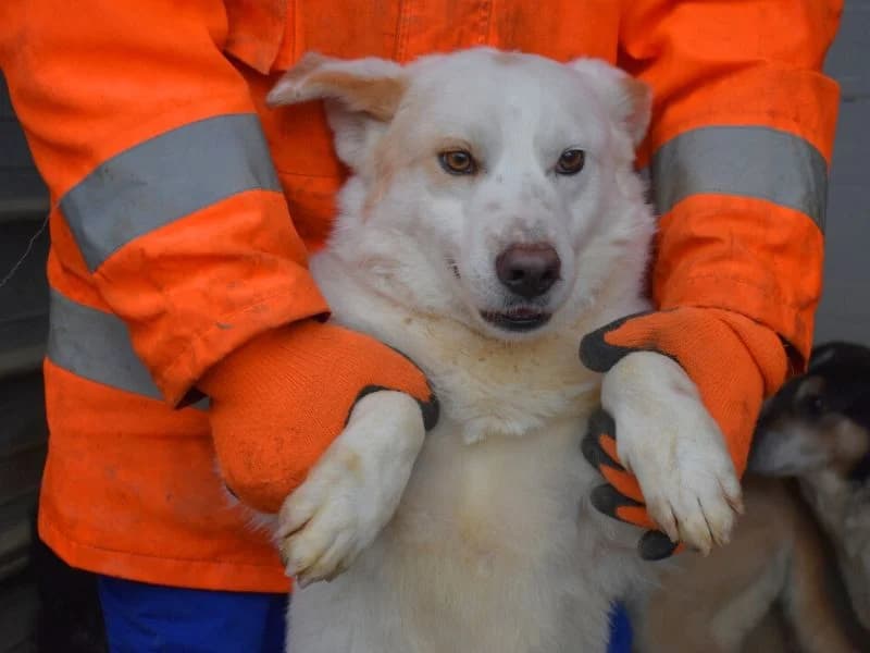 Nicandro, 3yo mixed breed for adoption at Associazione ALFA, Roma