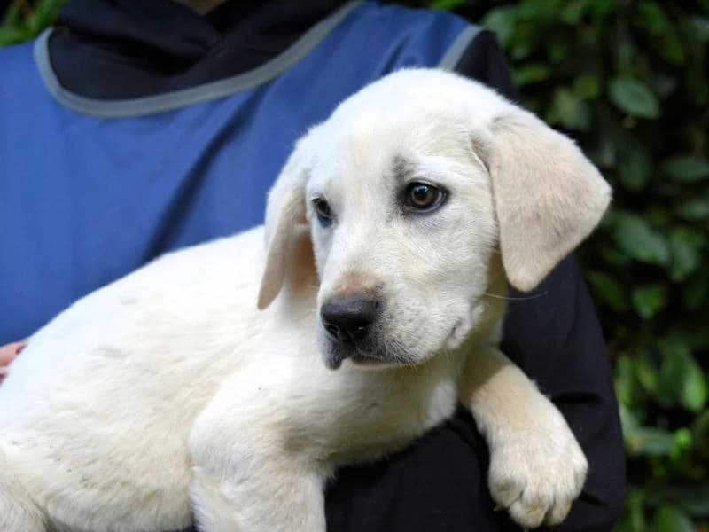 Nuvoletta, mixed breed for adoption at Associazione ALFA, Roma