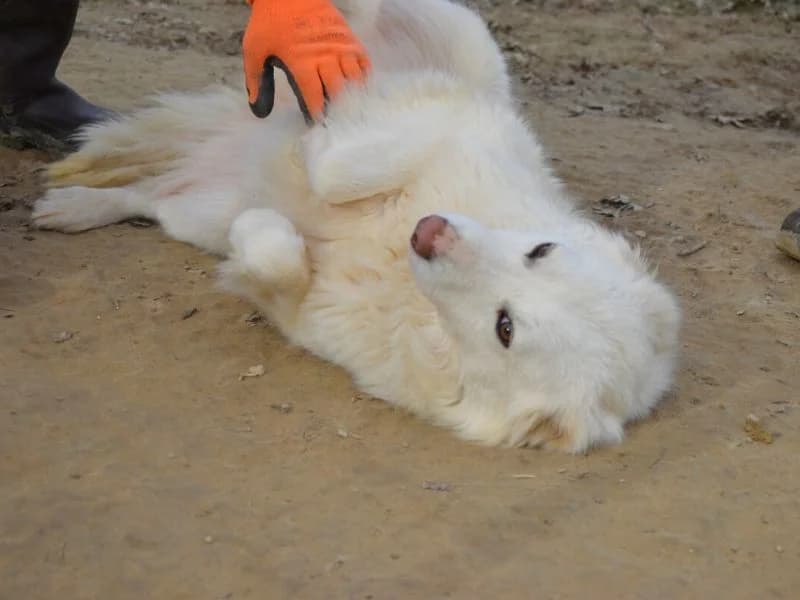 Odelie, 3yo mixed breed for adoption at Associazione ALFA, Roma