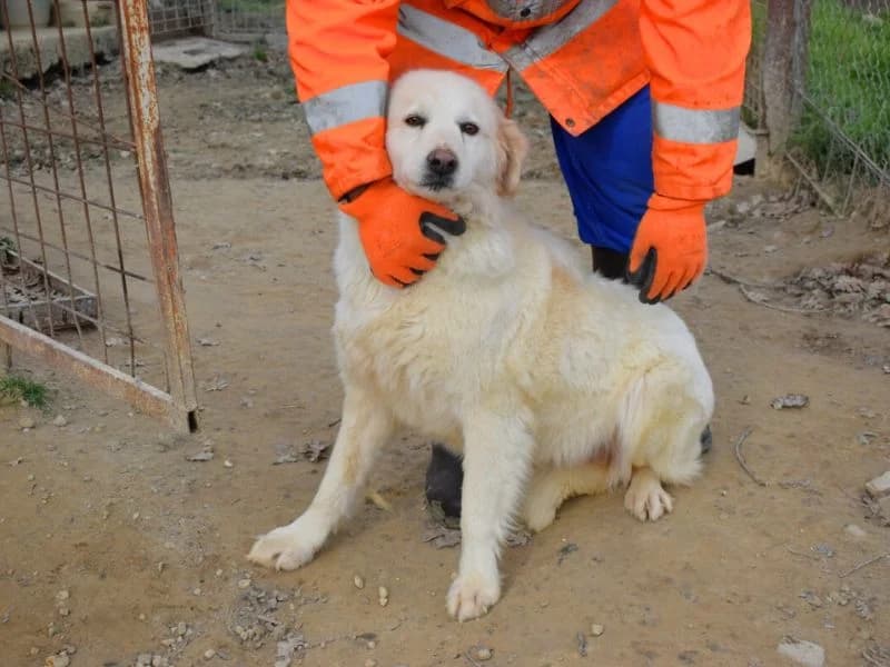 Orestilla, 3yo mixed breed for adoption at Associazione ALFA, Roma